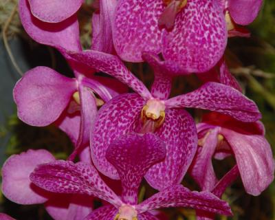 Orchid10.jpg