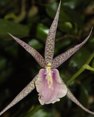 Orchid12.jpg