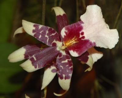 Orchid13.jpg