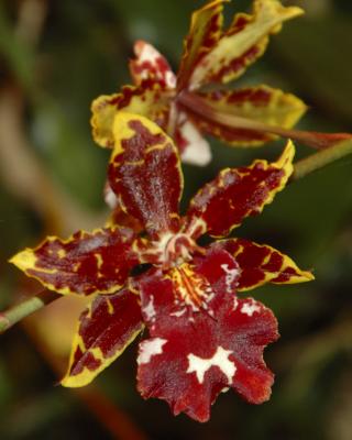 Orchid16.jpg