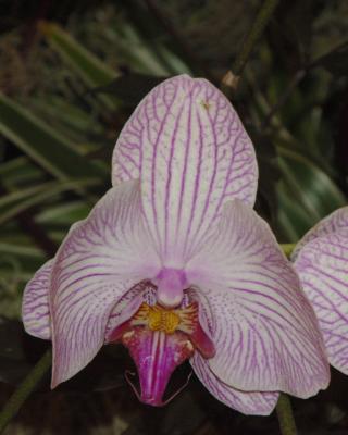 Orchid4.jpg