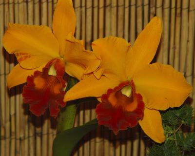 Orchid6.jpg