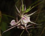 Orchid15.jpg