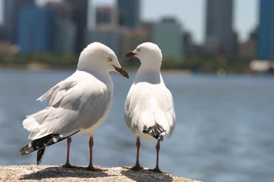Seagulls on Swan River