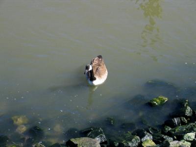 u41/anayv/medium/26964310.eDuck2S50IMG_0214.jpg
