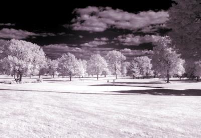 e--IR-Fields-of-trees-1-S30.jpg