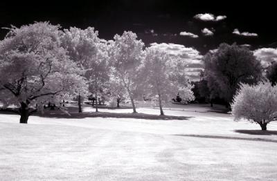 e--IR-trees--1--S30-BW-093.jpg