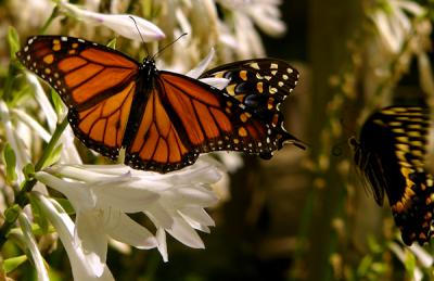 e--Butterflies-FZ10-Ps-G--P.jpg