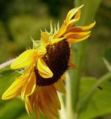 u41/anayv/medium/33414379.eSunFlowerBeeFZ10ps.jpg