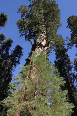 sequoias1.jpg