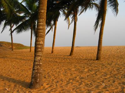 Palm trees in Benin