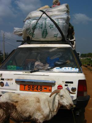 Goat and stationwagon, Northern Benin