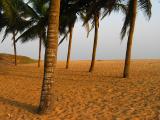 Palm trees in Benin