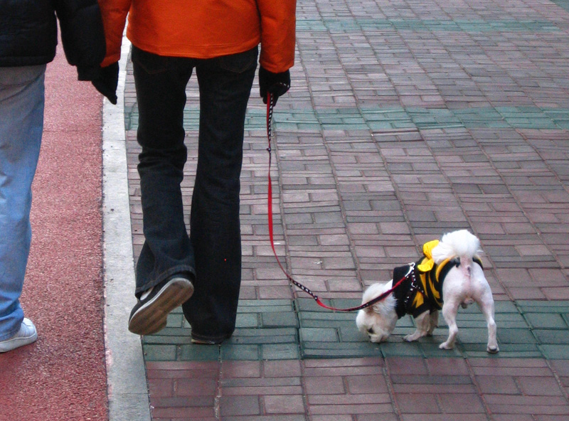 Dogs shouldnt wear clothes