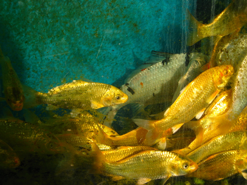 A slimy fishtank in Jungsan