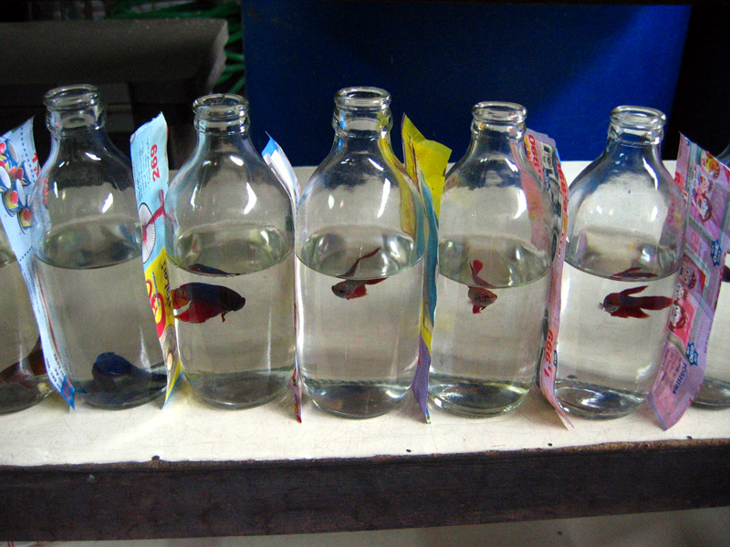 Siamese fighting fish