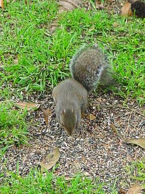 Squirrel.jpg