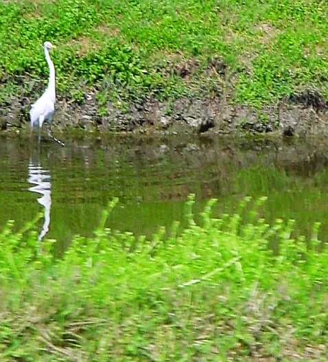 HeronReflected.jpg