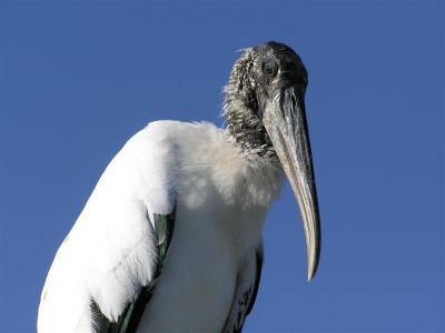 Gatorland