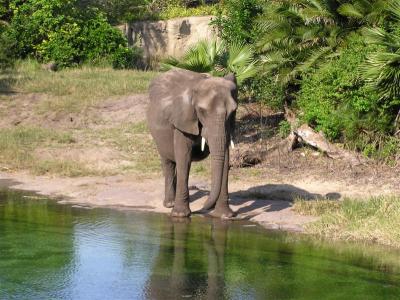 Animal Kingdom