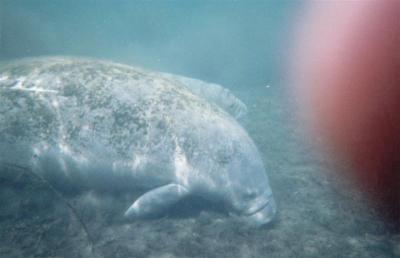 Manatees
