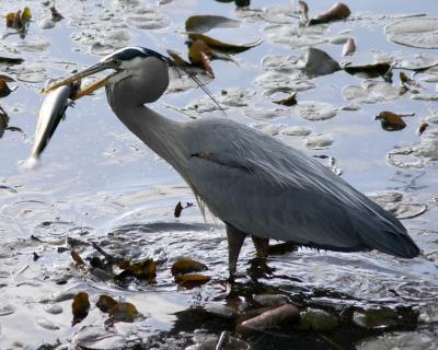 Herons