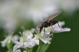 Fly on Achillea