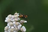 Fly on Achillea