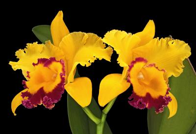 BLC Chyong Guu Chaffinch Ta-Hsin 05