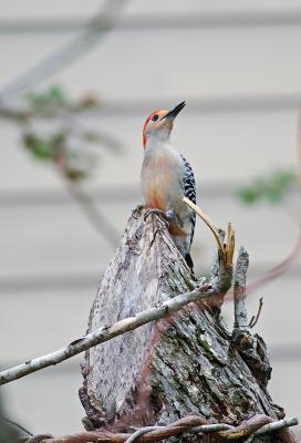 woodpecker on pecan tree 02