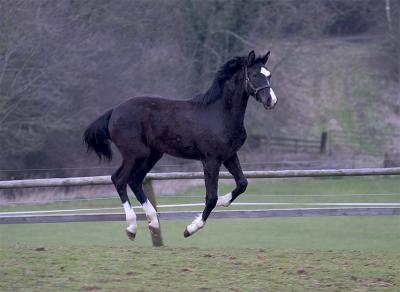 yearling-colt-cantering.jpg