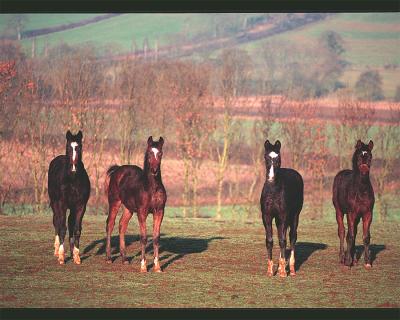 foals-on-a-winters-morning.jpg