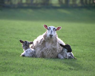 ewe-and-lambs.jpg