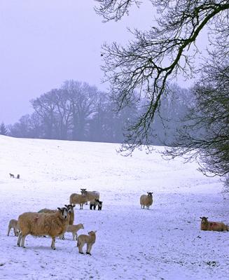 sheep-in-snow.jpg