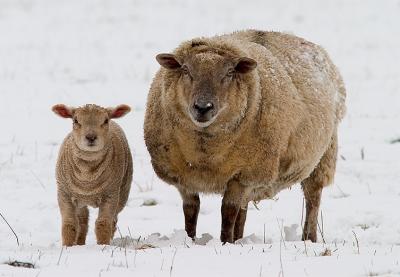 charollais-ewe-and-lamb .jpg