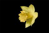 daffodil.jpg