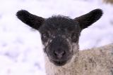 lamb-in-the-snow.jpg
