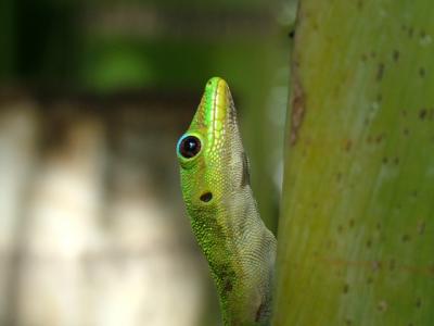The Story of Hawaii Geckos