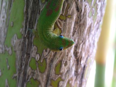 Gecko Camera Shy