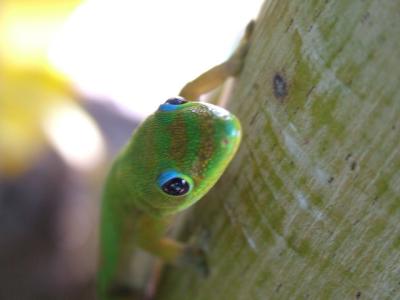Gecko, Are You Looking at Me?