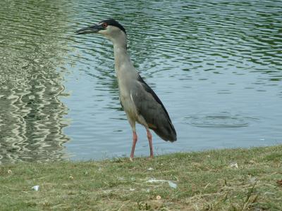 Heron Standing Tall