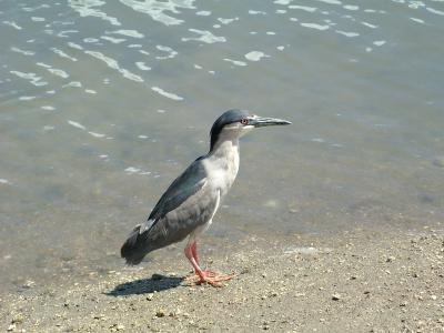 Heron