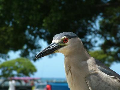Close-up of Heron