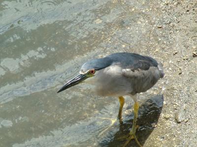 The Black Crowned Night Heron