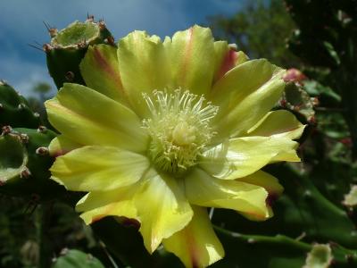 Yellow Cactus Flower