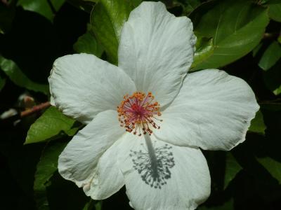 Fragrant Hybrid White Hibiscus