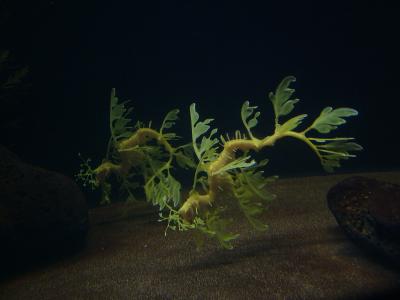 A pair of Leafy Seadragons