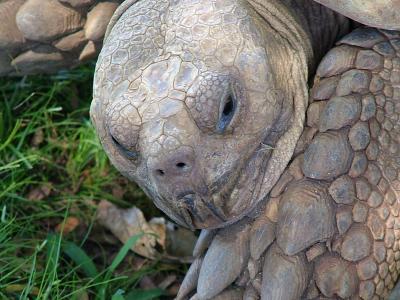 Expression of a Young Turtle