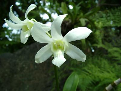 Pair of White Orchids