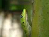 Gecko Up Close